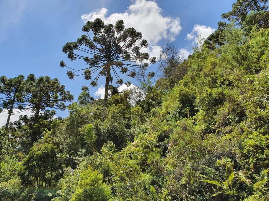 הוילה Campos do Jordão Casa Da Nanna Campos מראה חיצוני תמונה